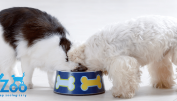 Kot i Pies jedzą z jednej miski