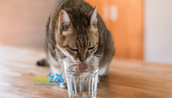 kot pije wodę ze szklanki