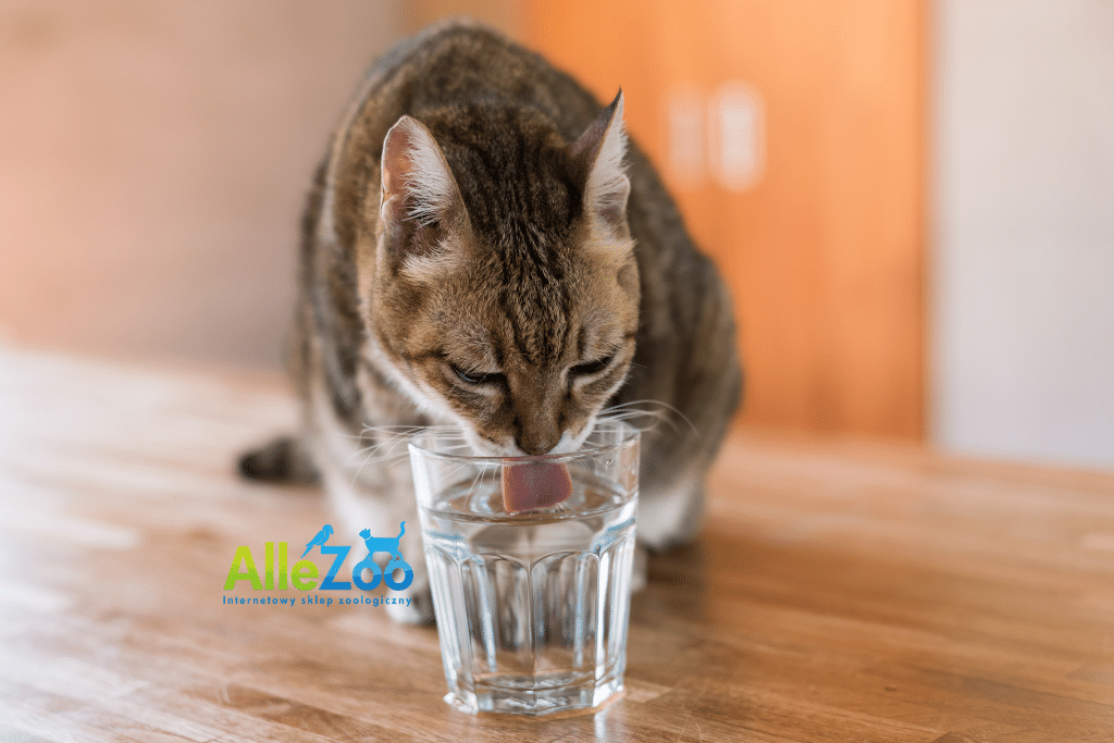 Kot pije wodę ze szklanki