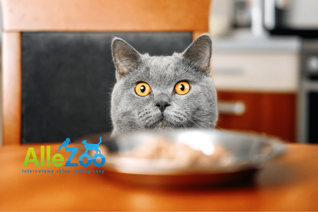 Zdziwiony kot brytyjski z dużymi oczami patrzy na karmę dla kota